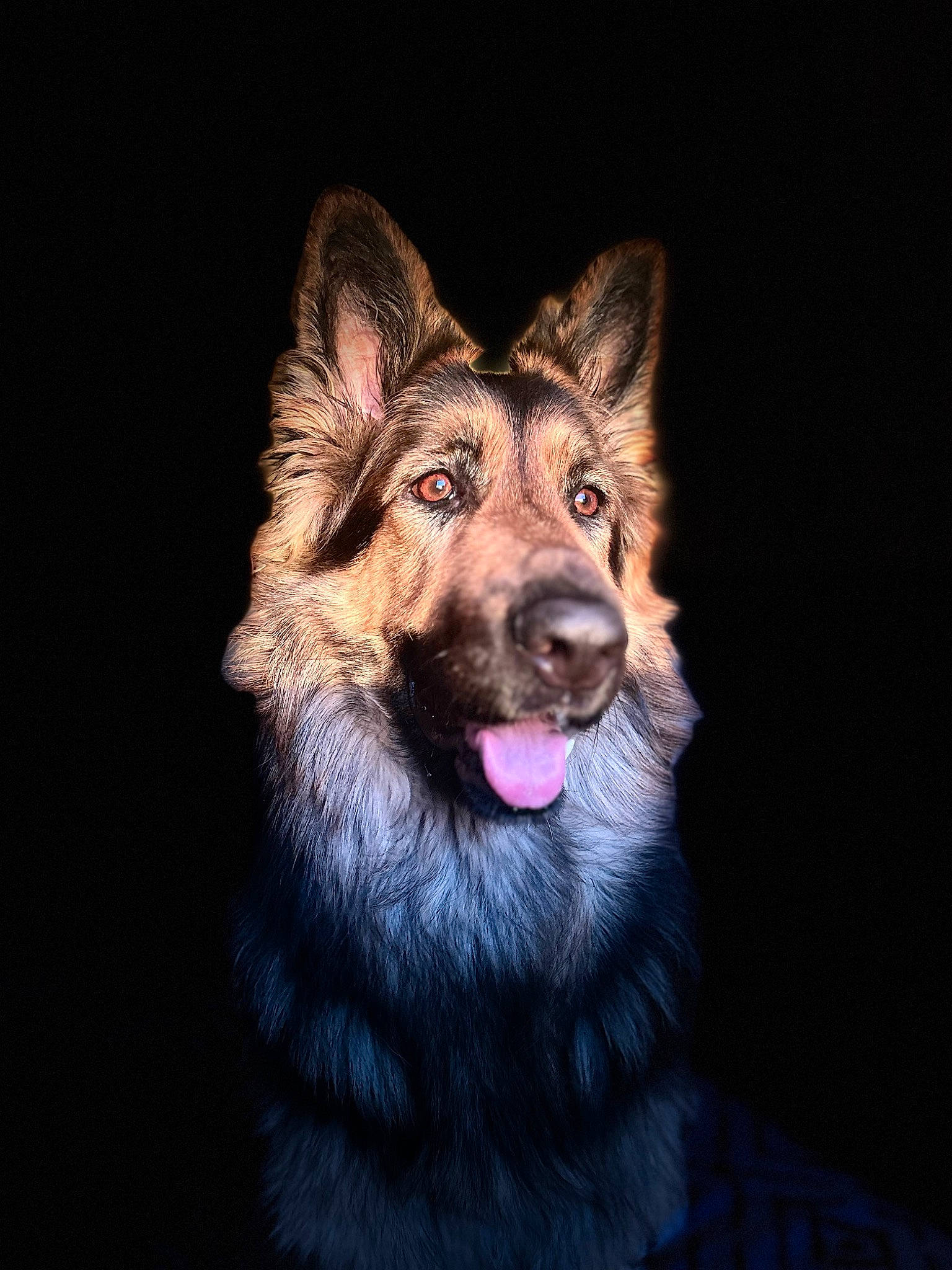 Suna a rejoint le concours — aidez-le/la à gagner de superbes lots ! canis, carnivore, companion_dog, dog, dog_breed, dog_collar, east_european_shepherd, fang, flash_photography, fur, german_shepherd_dog, guard_dog, herding_dog, king_shepherd, liver, old_german_shepherd_dog, plant, whiskers, working_animal, working_dog