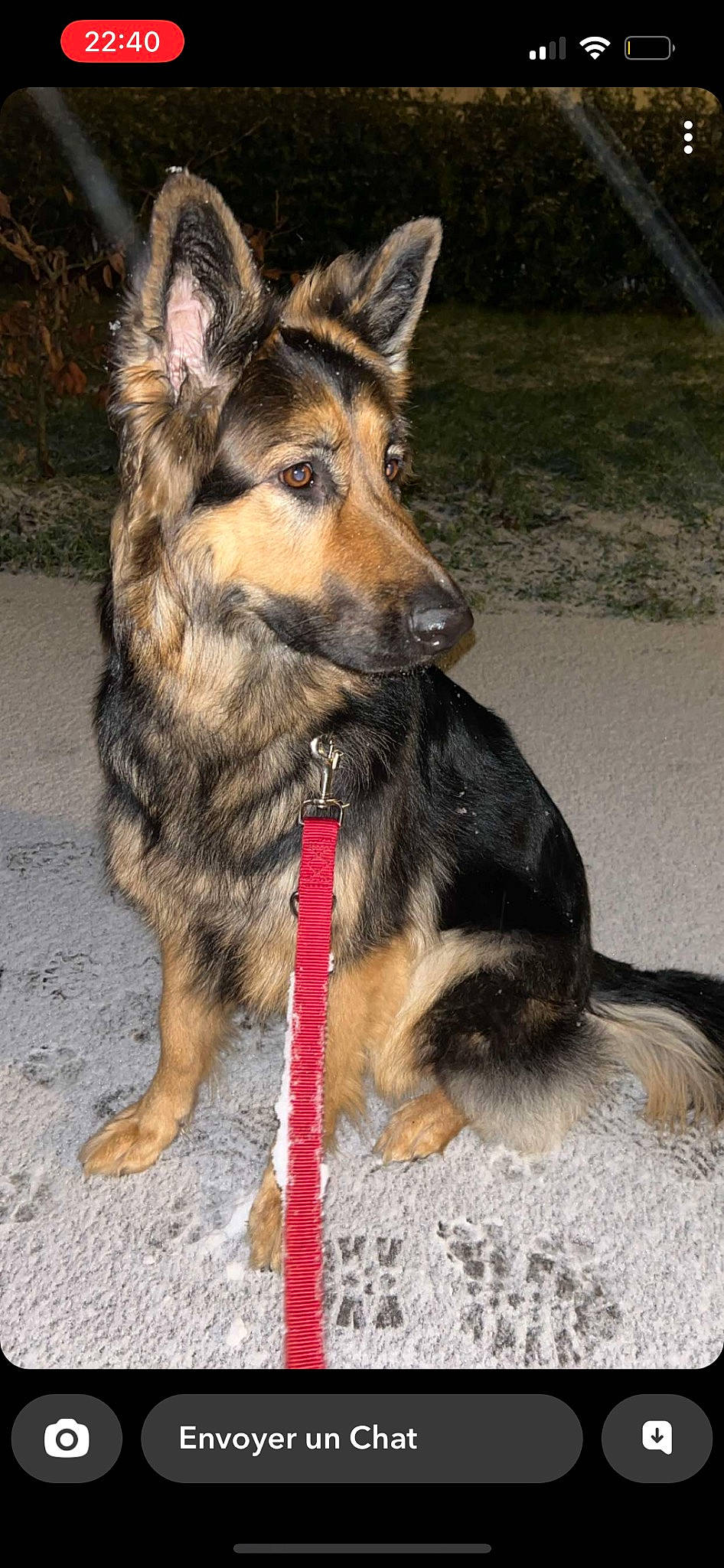 Suna a rejoint le concours — aidez-le/la à gagner de superbes lots ! canidae, carnivore, collar, companion_dog, dog, dog_breed, dog_collar, dog_supply, east_european_shepherd, fur, german_shepherd_dog, guard_dog, herding_dog, king_shepherd, leash, old_german_shepherd_dog, snout, sporting_group, working_animal, working_dog