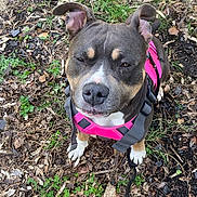 Végéta a rejoint le concours — aidez-le/la à gagner de superbes lots ! brown_coat, canine, cute, dog, ears, grass, ground, leash, leaves, looking_up, nose, outdoor, paws, pet, pink_harness, pitbull, portrait, sidewalk, sitting, white_marking