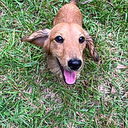 Nacho is registered to the contest to win money with this photo: adorable, animal, canine, closeup, cute, dog, ears, friendly, fur, grass, happy, nature, outdoor, pet, playful, puppy, smiling, tail, tongue_out, young