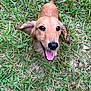 adorable, animal, canine, closeup, cute, dog, ears, friendly, fur, grass, happy, nature, outdoor, pet, playful, puppy, smiling, tail, tongue_out, young