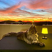 Wally a rejoint le concours — aidez-le/la à gagner de superbes lots ! animal, cat, cityscape, clouds, evening, fluffy, lamp, long_hair, lying_down, maine_coon, outdoor, pet, portrait, relaxed, rooftop, silhouette, sky, sunset, table, terrace