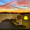 animal, cat, cityscape, clouds, evening, fluffy, lamp, long_hair, lying_down, maine_coon, outdoor, pet, portrait, relaxed, rooftop, silhouette, sky, sunset, table, terrace
