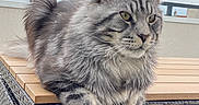 Wally a rejoint le concours — aidez-le/la à gagner de superbes lots ! animal, cat, ear_tufts, feline, fluffy, gray, longhaired, maine_coon, outdoor, patio, pet, portrait, rooftop, sitting, sky, tabby, table, tail, whiskers, wicker