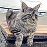 animal, cat, ear_tufts, feline, fluffy, gray, longhaired, maine_coon, outdoor, patio, pet, portrait, rooftop, sitting, sky, tabby, table, tail, whiskers, wicker