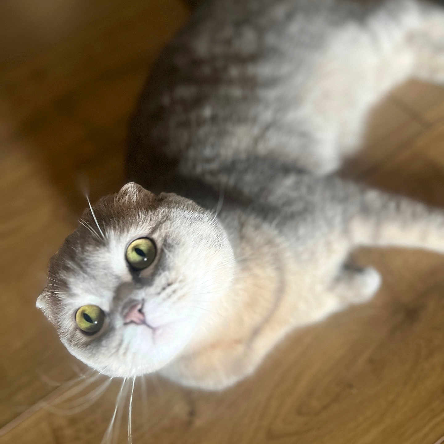 Oudi