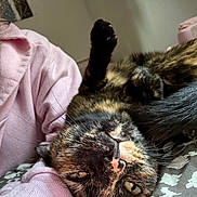 Mittens is registered to the contest to win money with this photo: cat, tortoiseshell_cat, pet, animal, relaxed, upside_down, paw, fur, whiskers, person, arm, pink_sleeve, indoor, bed, blanket, cozy, resting, close_up, cute, sleepy