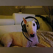 Ely a rejoint le concours — aidez-le/la à gagner de superbes lots ! dog, white_dog, headset, couch, indoor, pet, relaxed, gaming_headset, living_room, blanket, ears, black_patch, technology, animal, companion, home, furniture, resting, cute, portrait