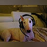 dog, white_dog, headset, couch, indoor, pet, relaxed, gaming_headset, living_room, blanket, ears, black_patch, technology, animal, companion, home, furniture, resting, cute, portrait