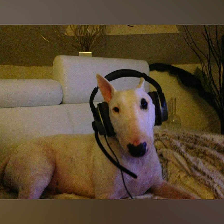 Ely a rejoint le concours — aidez-le/la à gagner de superbes lots ! dog, white_dog, headset, couch, indoor, pet, relaxed, gaming_headset, living_room, blanket, ears, black_patch, technology, animal, companion, home, furniture, resting, cute, portrait
