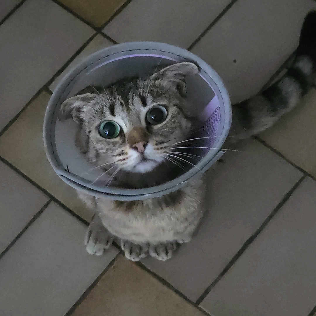 Tifa participe au concours pour gagner de l'argent avec cette photo : cat, cone, pet, animal, wide_eyes, floor, tile, curious, looking_up, whiskers, ears, tail, domestic_animal, indoor, feline, cute, sitting, close_up, expression, cone_of_shame