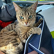 Tifa a rejoint le concours — aidez-le/la à gagner de superbes lots ! cat, tabby_cat, green_eyes, pet_carrier, car_interior, sunlight, person, hand, animal, fur, whiskers, relaxing, closeup, portrait, indoor, transportation, seat, window, nature, pet