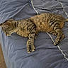 Tifa participe au concours pour gagner de l'argent avec cette photo : cat, tabby, bed, bedspread, striped, feline, pet, indoor, relaxed, sleeping, animal, fur, whiskers, paws, resting, cozy, domestic, mammal, floor, comfort