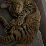 cat, tabby, sleeping, curled_up, quilted_bedspread, indoor, pet, feline, striped, paw, tail, resting, cozy, fur, whiskers, cute, quiet, relaxed, animal, domestic