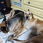 Eduardo Figueiredo participe au concours pour gagner de l'argent avec cette photo : dog, pets, indoor, quilt, resting, sleeping, furniture, dresser, brown, tan, companion, animal, canine, floor, tile, collar, domestic, relaxing, closeup, portrait