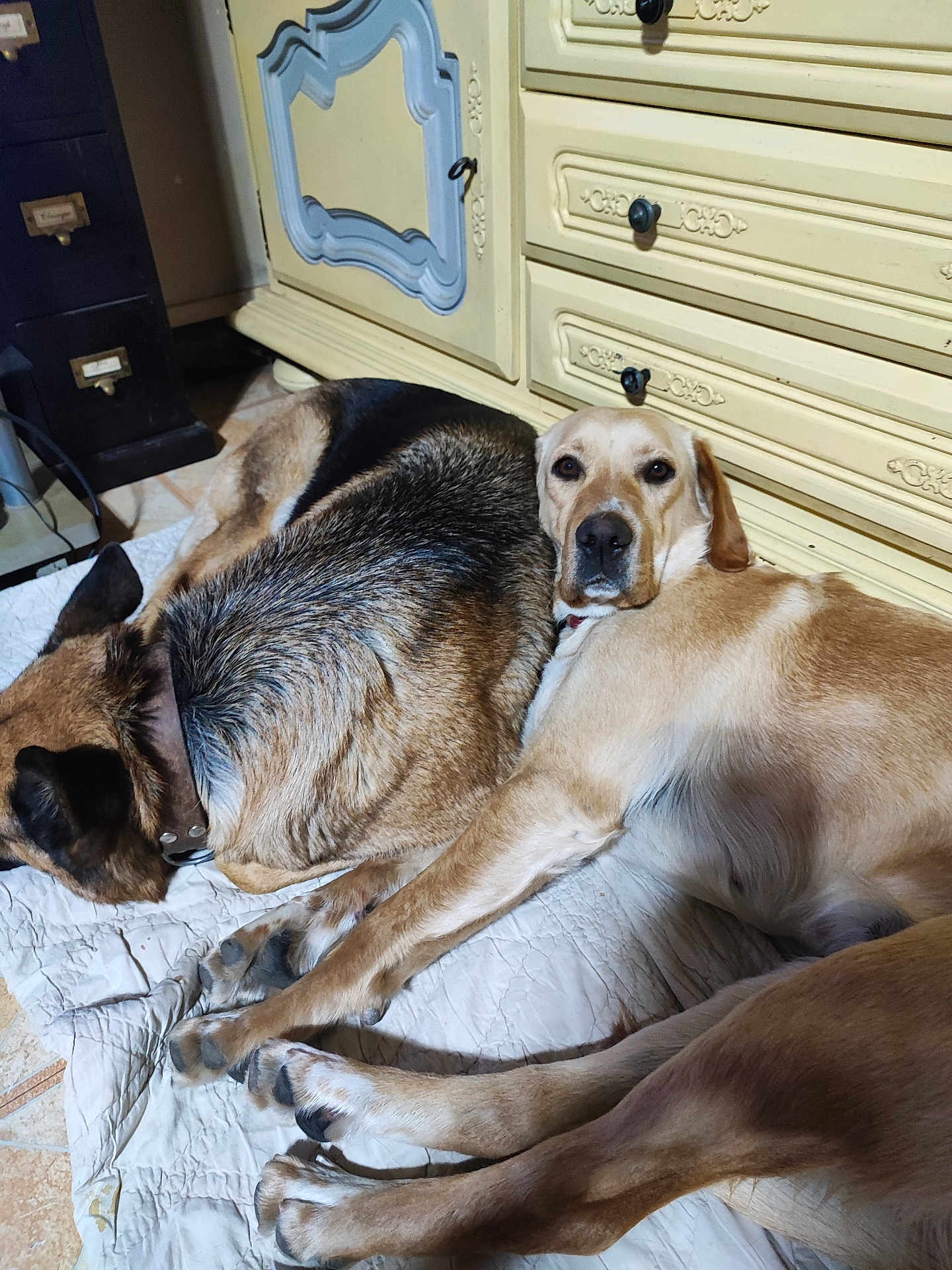 Eduardo Figueiredo participe au concours pour gagner de l'argent avec cette photo : dog, pets, indoor, quilt, resting, sleeping, furniture, dresser, brown, tan, companion, animal, canine, floor, tile, collar, domestic, relaxing, closeup, portrait
