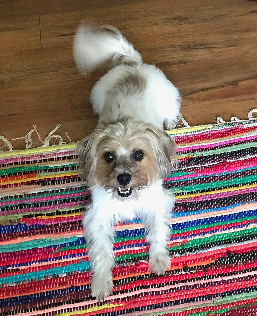 Winston joined the competition — help win amazing prizes! canidae, carnivore, companion_dog, dog, dog_breed, fur, hardwood, mal_shi, maltepoo, pattern, rectangle, small_terrier, snout, sporting_group, terrier, toy_dog, water_dog, wood, working_animal, woven_fabric