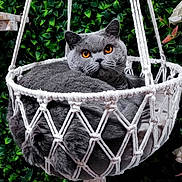 Ulysse a rejoint le concours — aidez-le/la à gagner de superbes lots ! cat, gray_cat, amber_eyes, macrame_basket, hanging_basket, green_leaves, white_flowers, cozy, fluffy, pet, animal, relaxed, indoor_plant, nature_background, feline, cute, domestic_cat, resting, soft_texture, decor