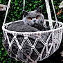 cat, gray_cat, amber_eyes, macrame_basket, hanging_basket, green_leaves, white_flowers, cozy, fluffy, pet, animal, relaxed, indoor_plant, nature_background, feline, cute, domestic_cat, resting, soft_texture, decor