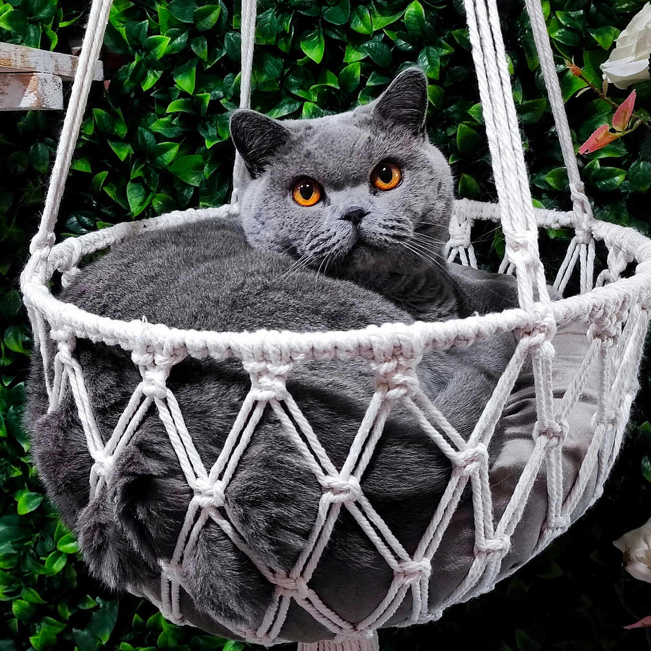 Ulysse a rejoint le concours — aidez-le/la à gagner de superbes lots ! amber_eyes, animal, cat, cozy, cute, decor, domestic_cat, feline, fluffy, gray_cat, green_leaves, hanging_basket, indoor_plant, macrame_basket, nature_background, pet, relaxed, resting, soft_texture, white_flowers