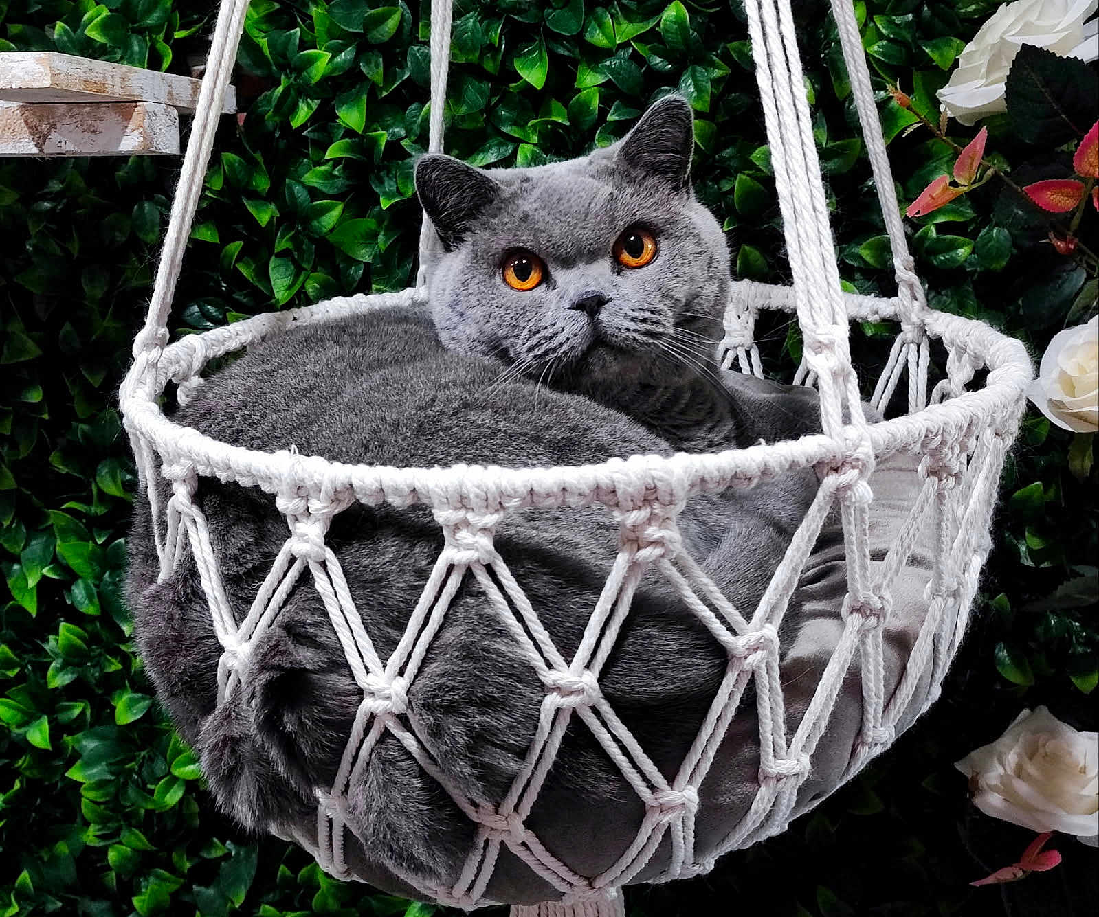 Ulysse a rejoint le concours — aidez-le/la à gagner de superbes lots ! cat, gray_cat, amber_eyes, macrame_basket, hanging_basket, green_leaves, white_flowers, cozy, fluffy, pet, animal, relaxed, indoor_plant, nature_background, feline, cute, domestic_cat, resting, soft_texture, decor