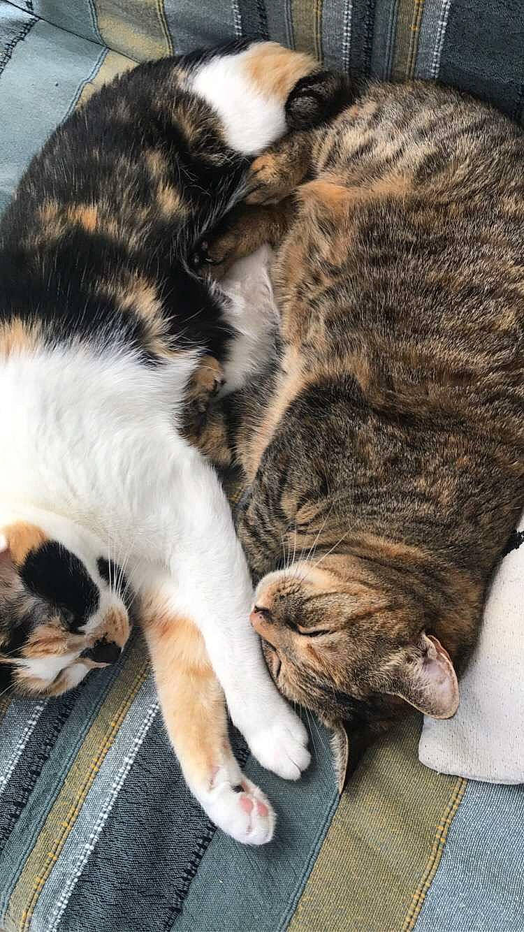 Kikirou participe au concours pour gagner de l'argent avec cette photo : carnivore, cat, claw, comfort, domestic_short_haired_cat, felidae, fur, nap, paw, sleep, small_to_medium_sized_cats, snout, tail, terrestrial_animal, whiskers