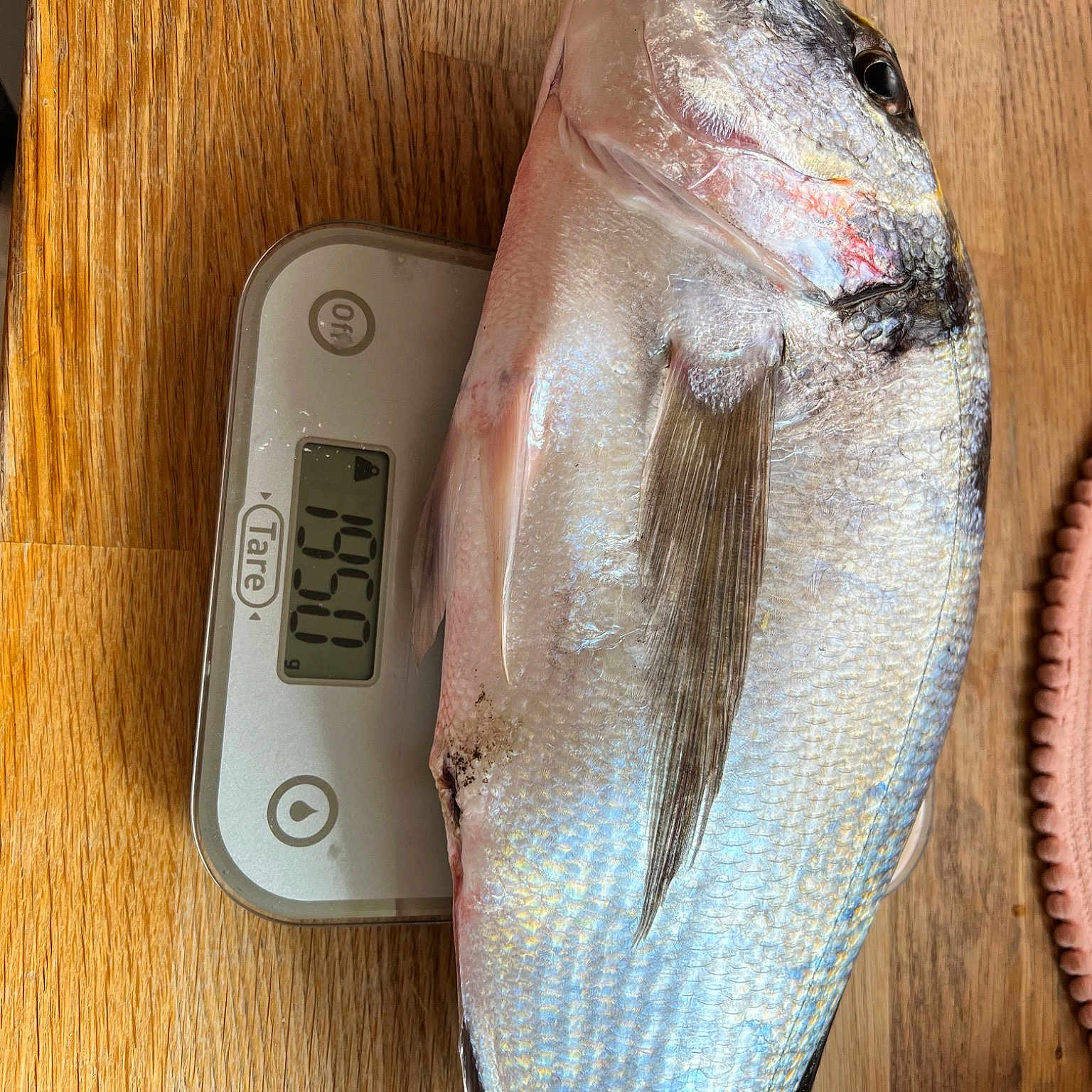 Isabella a rejoint le concours — aidez-le/la à gagner de superbes lots ! bait, bony_fish, electric_blue, fish, fish_products, fishing_bait, fishing_lure, fur, hardwood, ingredient, knife, oily_fish, ray_finned_fish, rectangle, salmon_like_fish, seafood, spoon_lure, wood