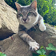 Ferdinand a rejoint le concours — aidez-le/la à gagner de superbes lots ! animal, cat, claws, close_up, curious, daylight, fur, gray_cat, greenery, ivy, mammal, nature, outdoor, paw, pets, relaxed, rock, whiskers, white_paws, wildlife