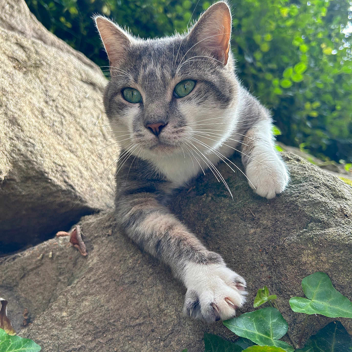 Ferdinand a rejoint le concours — aidez-le/la à gagner de superbes lots ! animal, cat, claws, close_up, curious, daylight, fur, gray_cat, greenery, ivy, mammal, nature, outdoor, paw, pets, relaxed, rock, whiskers, white_paws, wildlife