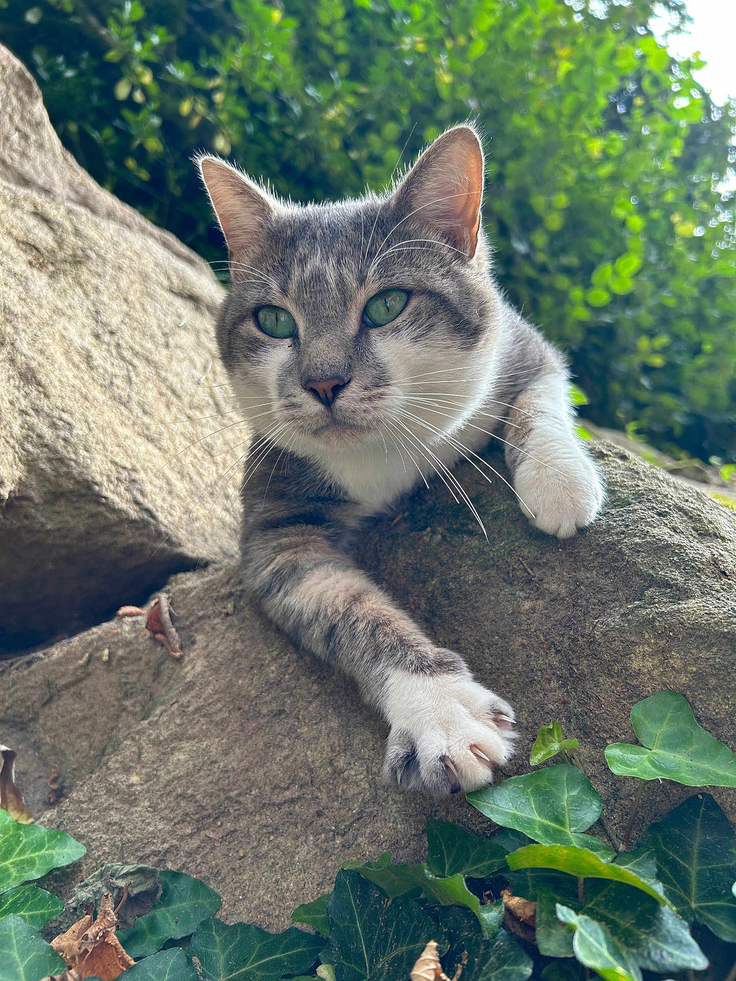Ferdinand a rejoint le concours — aidez-le/la à gagner de superbes lots ! animal, cat, claws, close_up, curious, daylight, fur, gray_cat, greenery, ivy, mammal, nature, outdoor, paw, pets, relaxed, rock, whiskers, white_paws, wildlife