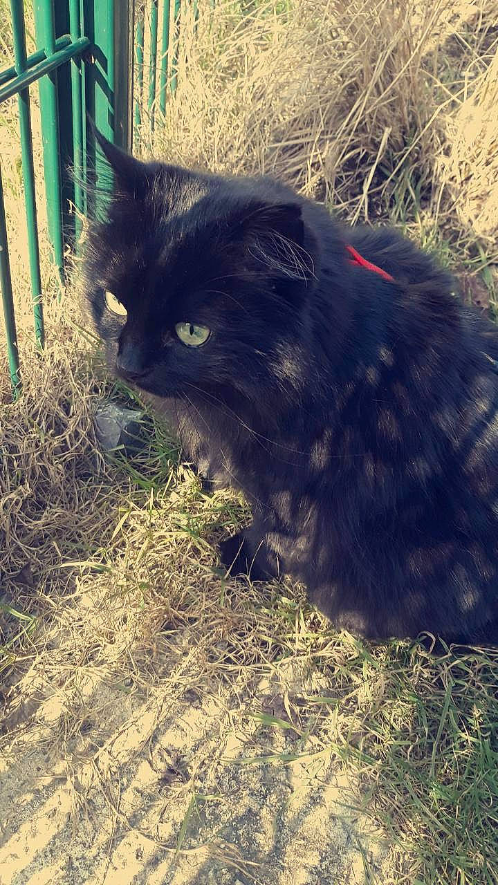 Mulan participe au concours pour gagner de l'argent avec cette photo : asian_semi_longhair, black_cat, carnivore, cat, cymric, domestic_long_haired_cat, felidae, fur, grass, persian, plant, small_to_medium_sized_cats, snout, tail, whiskers, wild_cat