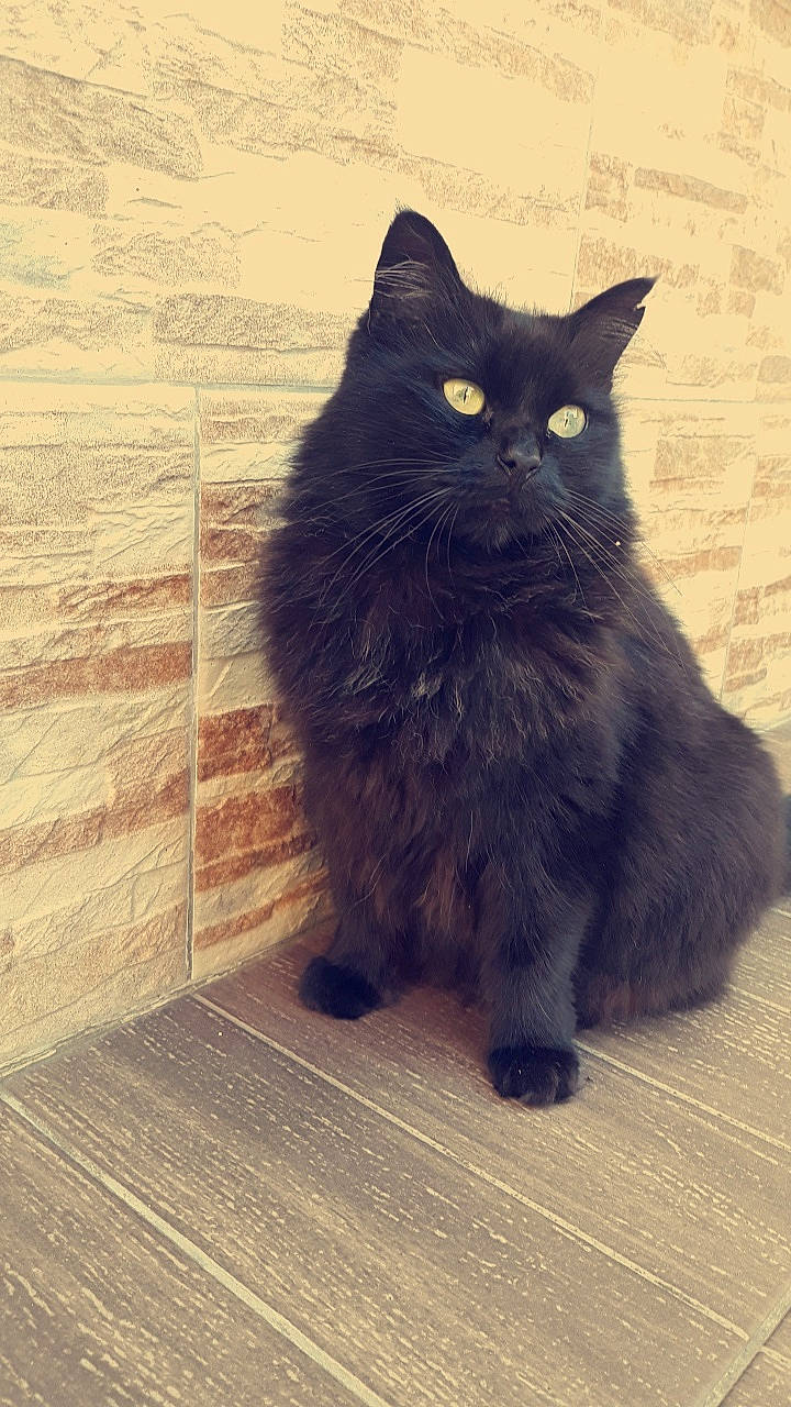 Mulan participe au concours pour gagner de l'argent avec cette photo : asian, asian_semi_longhair, black_cat, bombay, british_longhair, british_semi_longhair, carnivore, cat, cymric, domestic_long_haired_cat, domestic_short_haired_cat, eye, felidae, mammal, nebelung, persian, small_to_medium_sized_cats, snout, vertebrate, whiskers