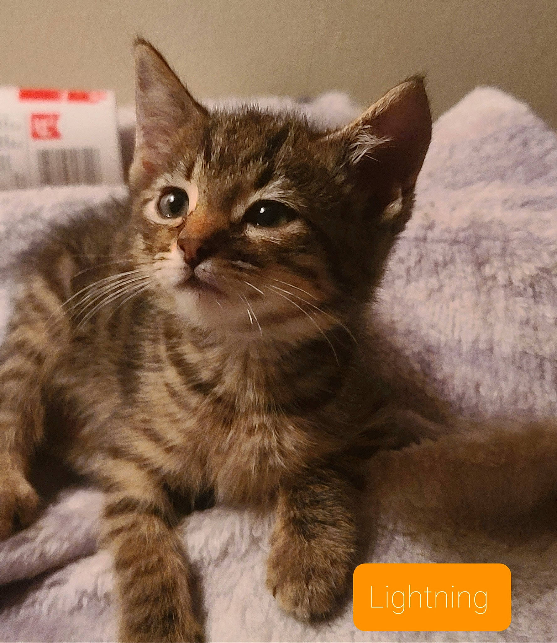 Lightning is registered to the contest to win money with this photo: carnivore, cat, claw, domestic_short_haired_cat, fawn, felidae, fur, paw, photo_caption, small_to_medium_sized_cats, snout, tail, terrestrial_animal, whiskers, wildlife