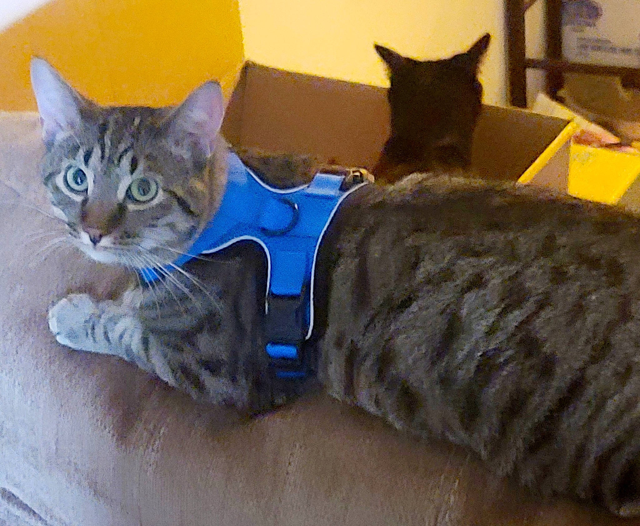 Lightning is registered to the contest to win money with this photo: bed, carnivore, cat, cat_bed, cat_supply, comfort, couch, domestic_short_haired_cat, electric_blue, fawn, felidae, fur, grey, paw, pet_supply, small_to_medium_sized_cats, snout, studio_couch, tail, whiskers