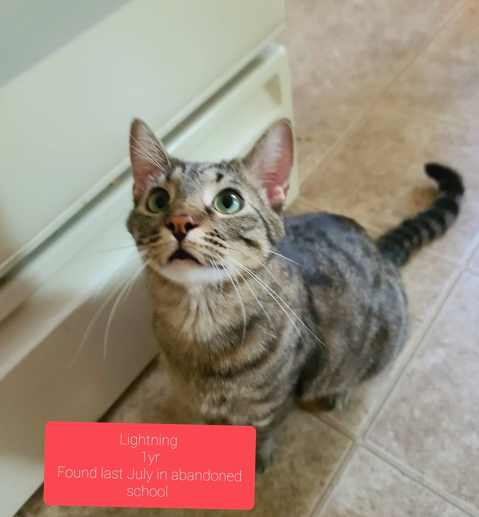 Lightning joined the competition — help win amazing prizes! box, carnivore, cat, cat_supply, domestic_short_haired_cat, felidae, font, fur, metal, paw, pet_supply, photo_caption, sitting, small_to_medium_sized_cats, snout, tail, terrestrial_animal, tile_flooring, whiskers