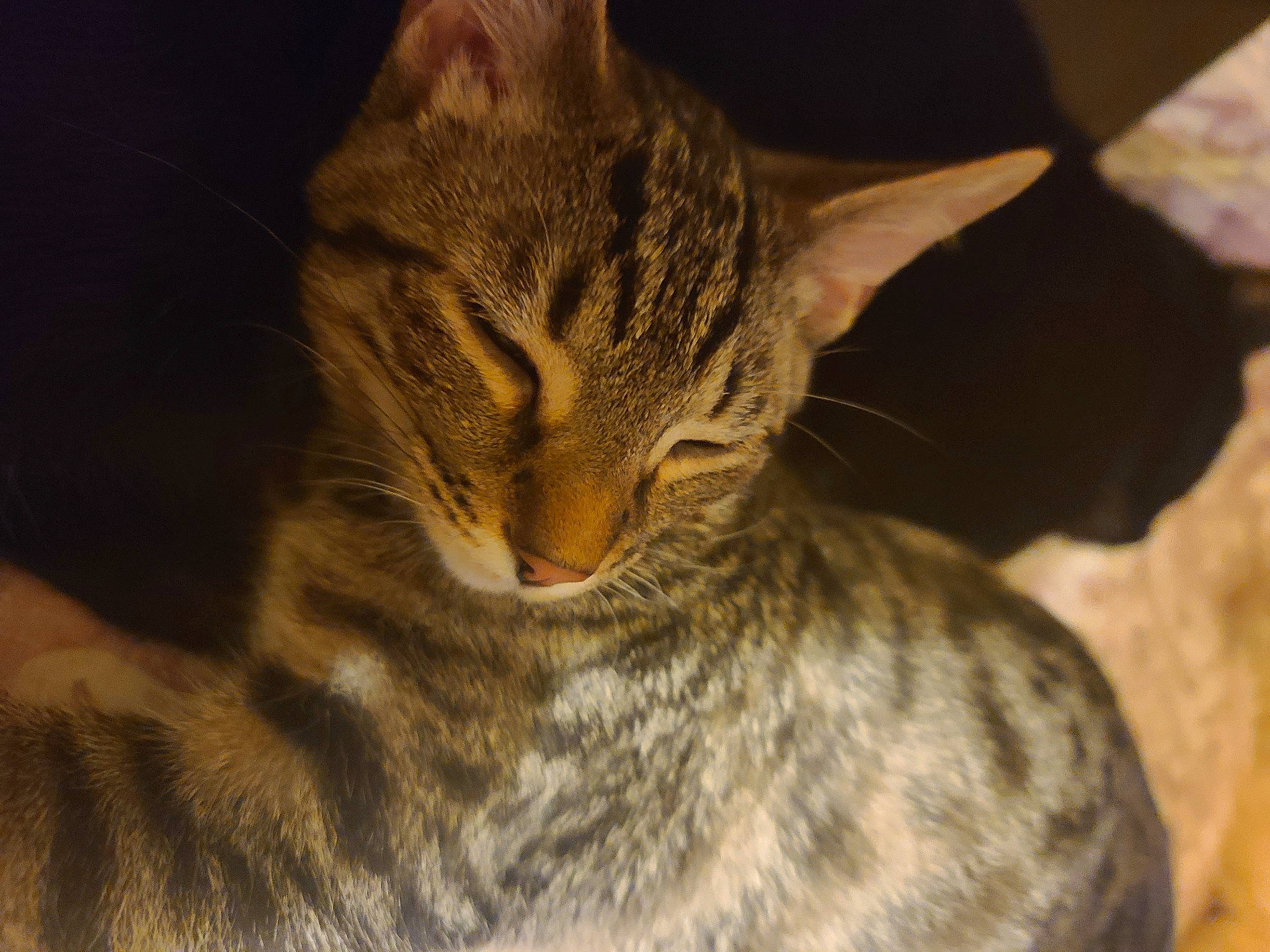 Lightning is registered to the contest to win money with this photo: carnivore, cat, domestic_short_haired_cat, felidae, fur, small_to_medium_sized_cats, snout, terrestrial_animal, tree, whiskers, wildlife