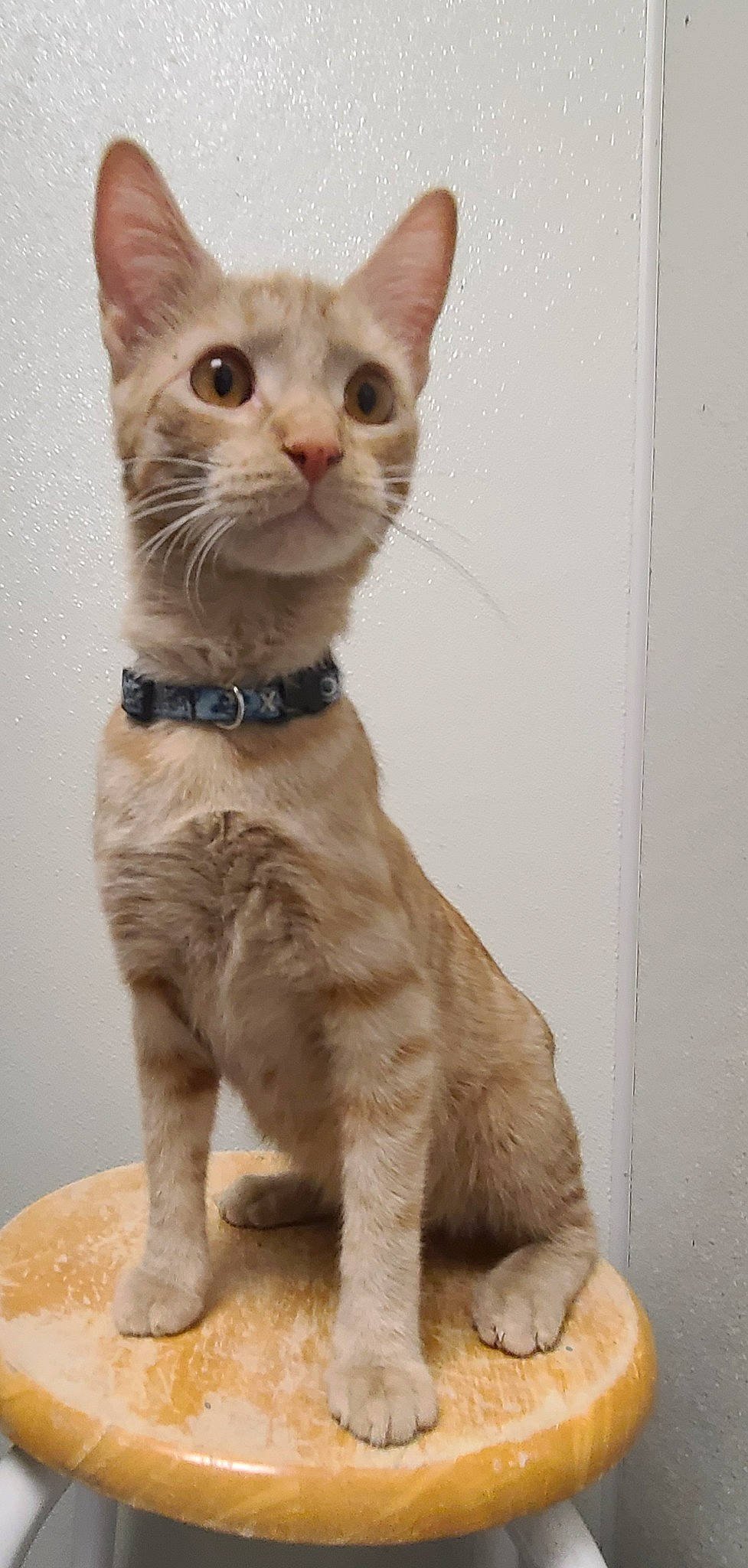 Clorox is registered to the contest to win money with this photo: balinese, carnivore, cat, collar, domestic_short_haired_cat, fawn, felidae, fur, paw, small_to_medium_sized_cats, tail, terrestrial_animal, thai, whiskers, window