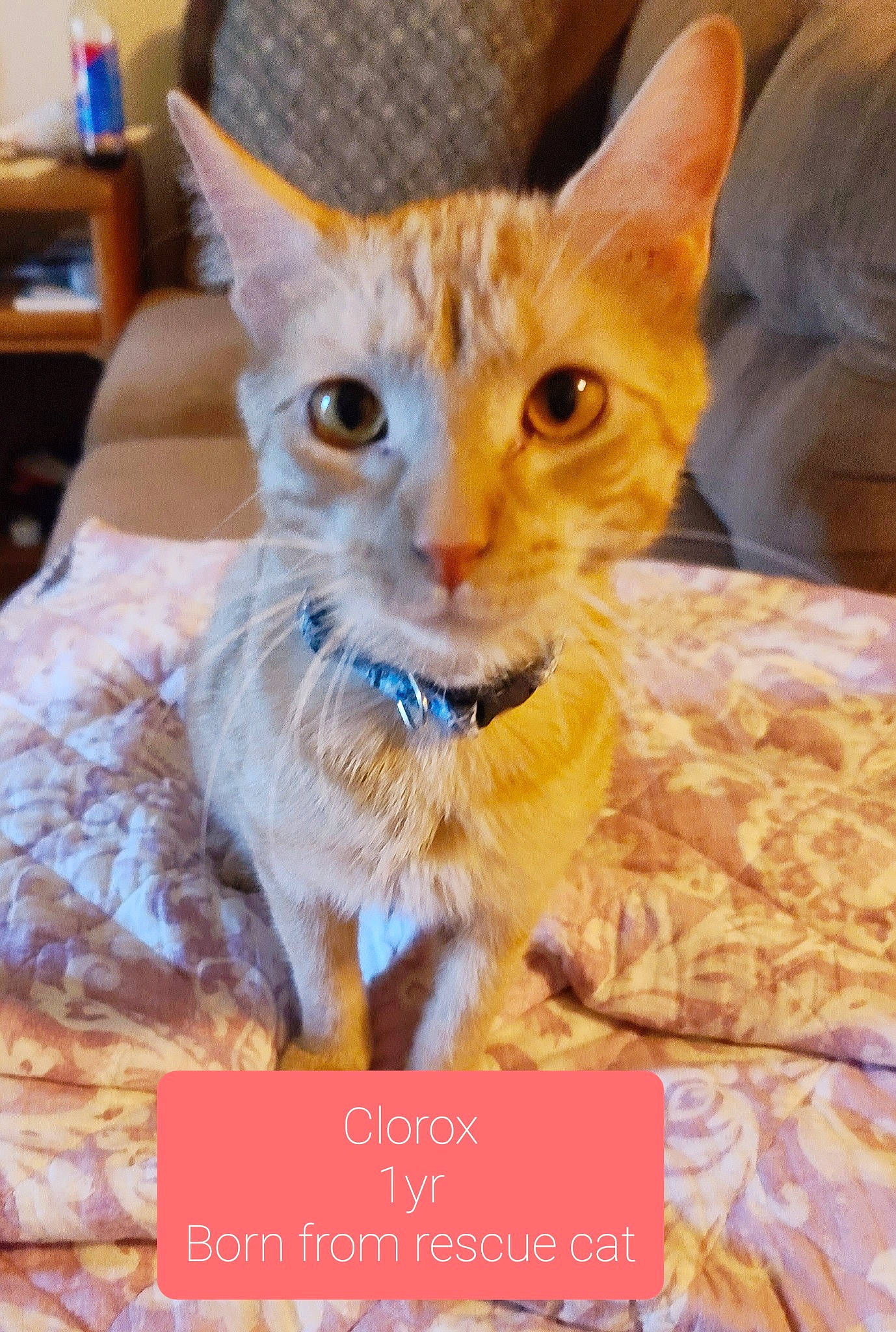 Clorox joined the competition — help win amazing prizes! carnivore, cat, cat_supply, claw, domestic_short_haired_cat, event, fawn, felidae, fur, paw, photo_caption, rex_cat, small_to_medium_sized_cats, snout, tail, terrestrial_animal, whiskers