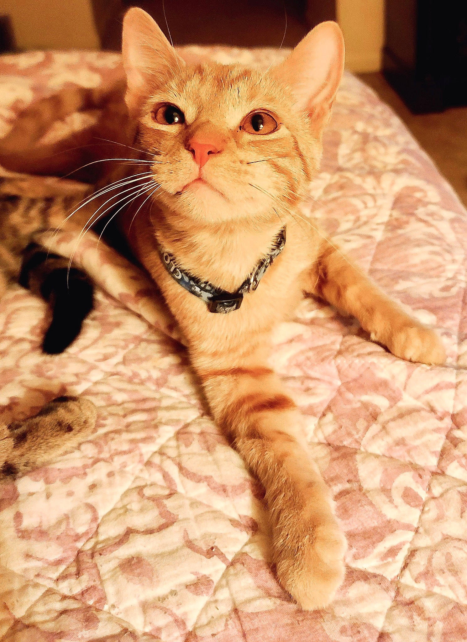 Clorox joined the competition — help win amazing prizes! carnivore, cat, claw, clock, comfort, domestic_short_haired_cat, fawn, felidae, fur, iris, paw, pet_supply, small_to_medium_sized_cats, snout, tail, terrestrial_animal, whiskers