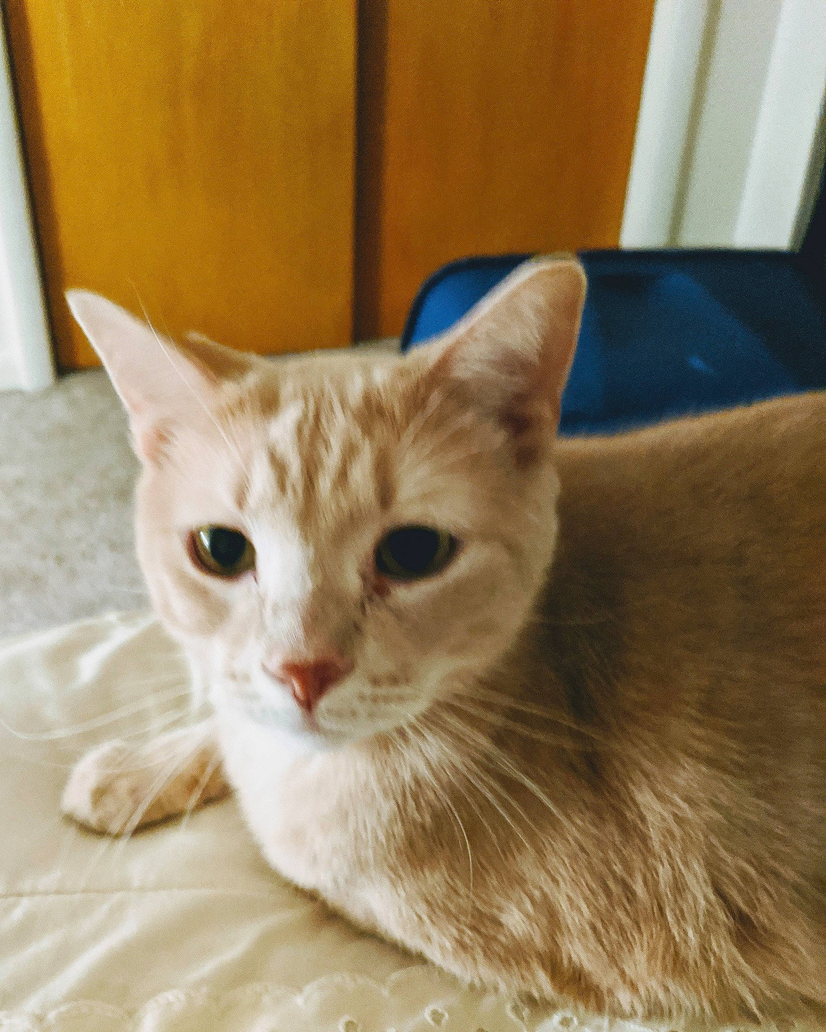 Simba joined the competition — help win amazing prizes! aegean_cat, american_shorthair, arabian_mau, asian, australian_mist, burmilla, carnivore, cat, domestic_short_haired_cat, european_shorthair, fawn, felidae, german_rex, kitten, mammal, ojos_azules, small_to_medium_sized_cats, tabby_cat, vertebrate, whiskers