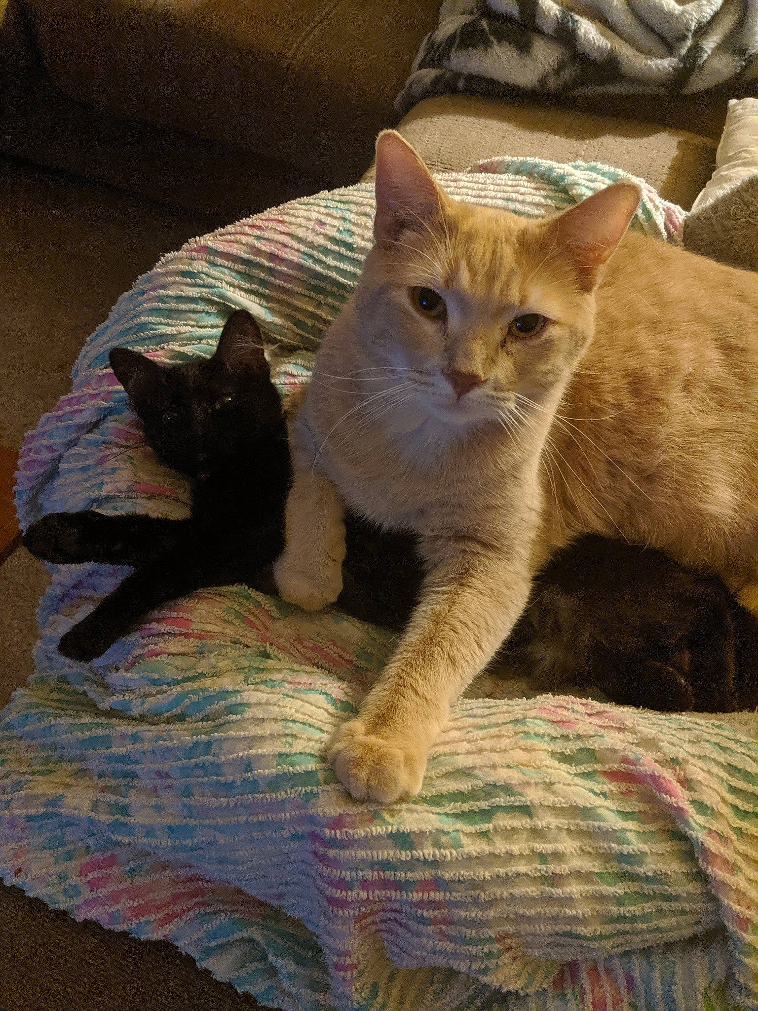 Simba is registered to the contest to win money with this photo: arabian_mau, asian, australian_mist, carnivore, cat, chausie, colorpoint_shorthair, domestic_short_haired_cat, european_shorthair, fawn, felidae, german_rex, kitten, mammal, quilt, small_to_medium_sized_cats, tabby_cat, tail, vertebrate, whiskers