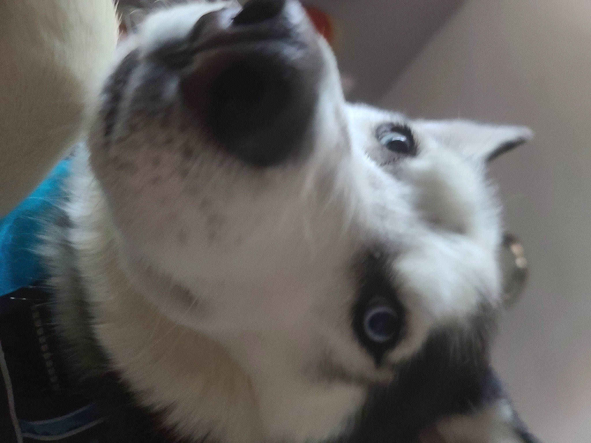 Thunder joined the competition — help win amazing prizes! canidae, carnivore, close_up, collar, companion_dog, dog, dog_breed, ear, eyelash, fur, monochrome_photography, non_sporting_group, paw, pet_supply, snout, sporting_group, volpino_italiano, whiskers, working_animal