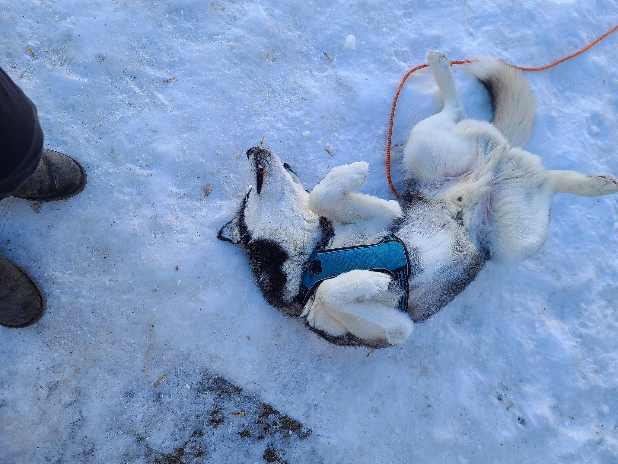 Thunder joined the competition — help win amazing prizes! arctic, art, canidae, foot, freezing, human_leg, ice_cap, landscape, recreation, rock, snow, soil, sporting_group, water_bird, winter