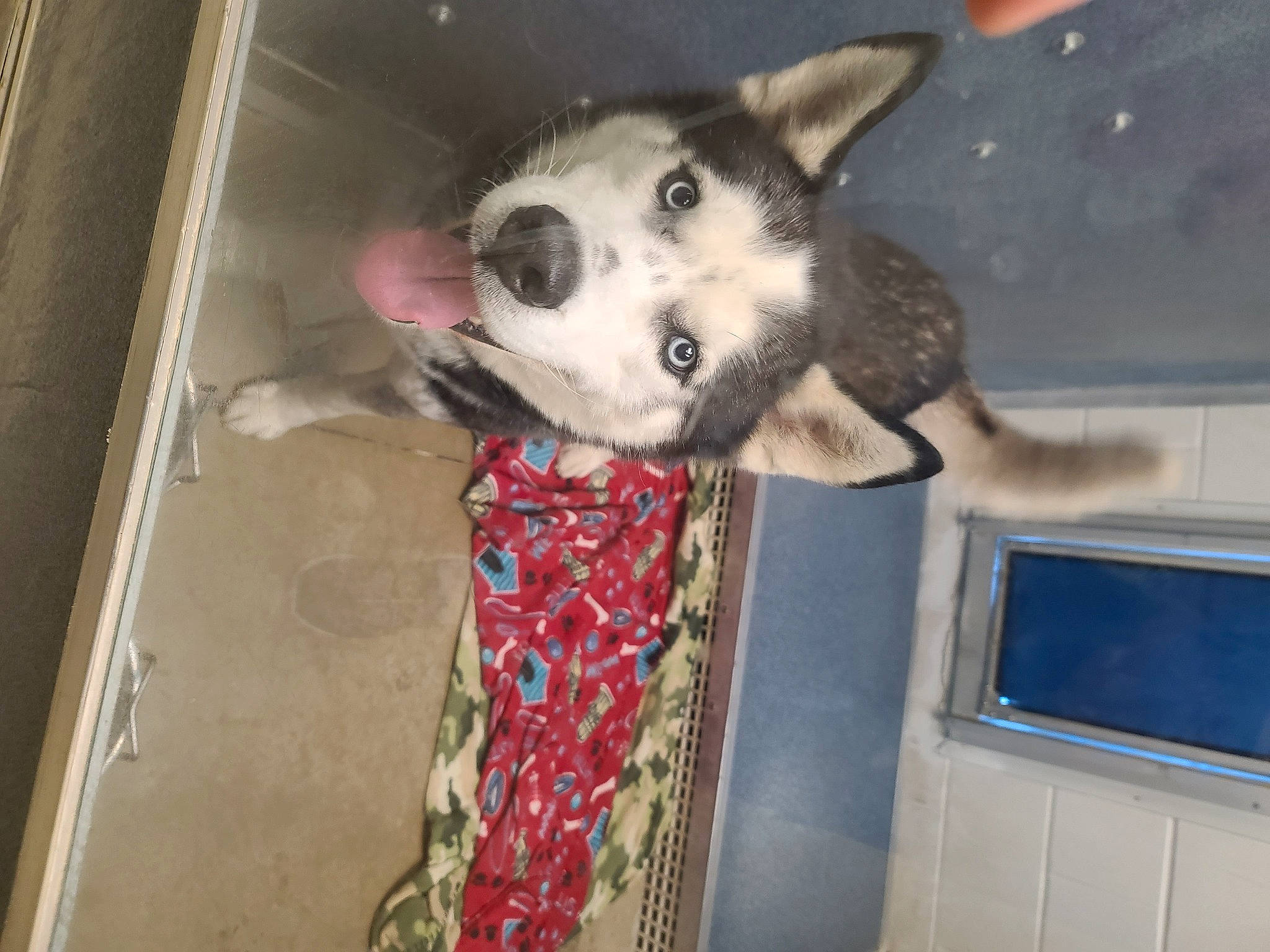 Thunder joined the competition — help win amazing prizes! canidae, canis, carnivore, companion_dog, dog, dog_breed, dog_supply, door, fawn, foot, fur, jaw, non_sporting_group, paw, snout, sporting_group, television, vehicle, working_animal, working_dog