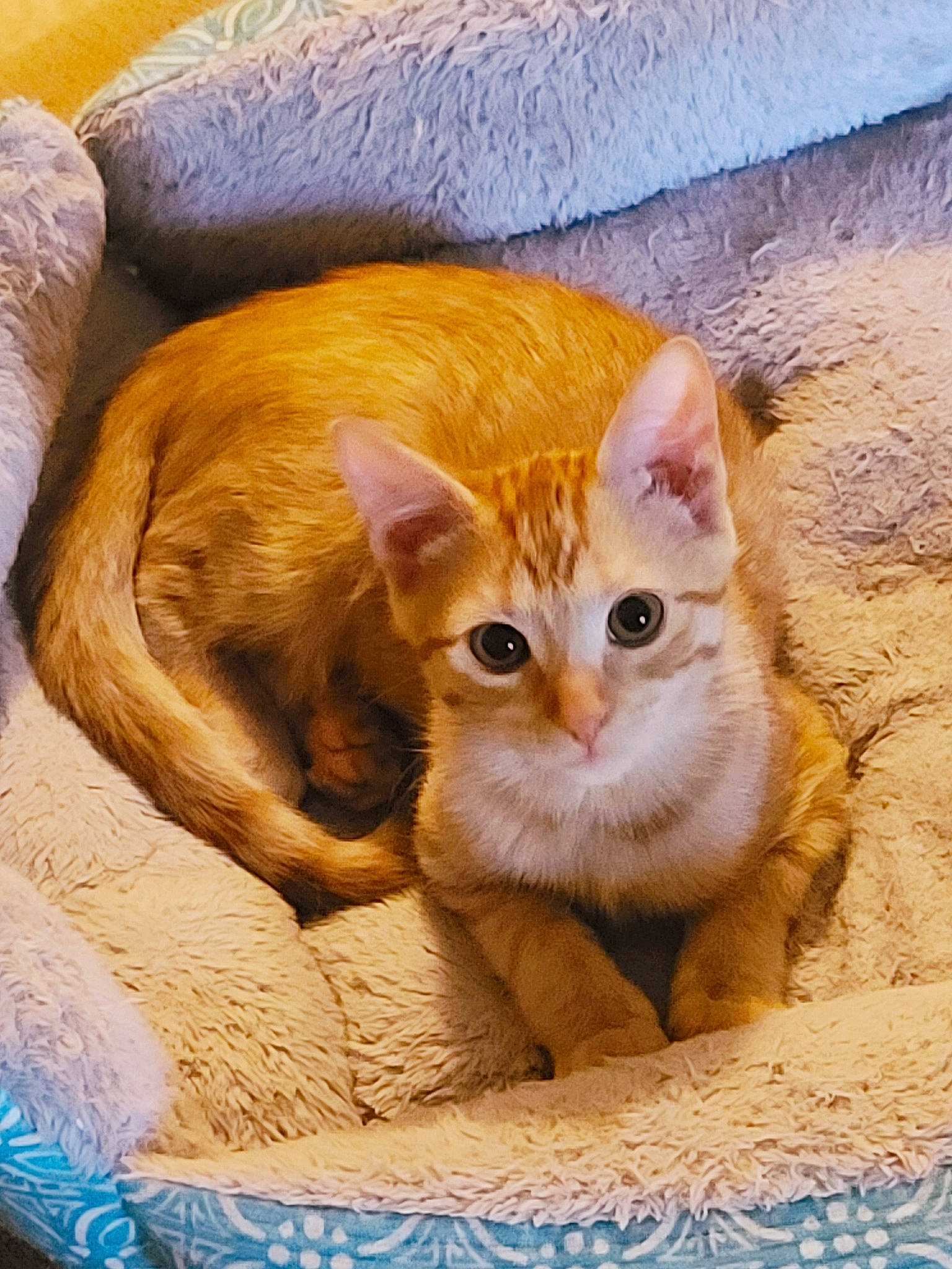 Corona joined the competition — help win amazing prizes! blue, carnivore, cat, cat_supply, comfort, domestic_short_haired_cat, fawn, felidae, fur, linens, paw, pet_supply, photo_caption, sitting, small_to_medium_sized_cats, snout, tail, terrestrial_animal, whiskers, wood