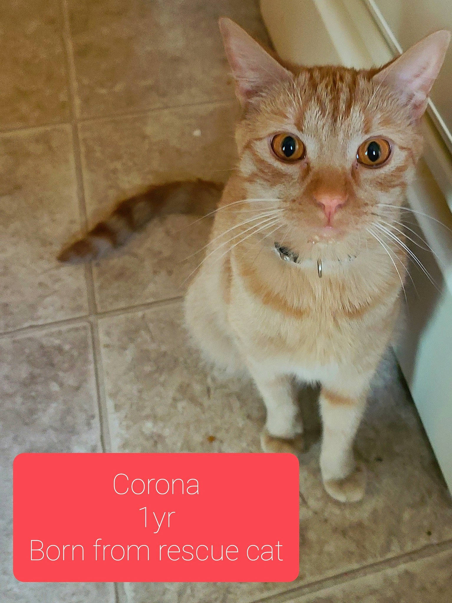 Corona is registered to the contest to win money with this photo: carnivore, cat, claw, domestic_short_haired_cat, fawn, felidae, floor, flooring, font, foot, fur, paw, photo_caption, rectangle, small_to_medium_sized_cats, snout, tail, tile_flooring, whiskers, window