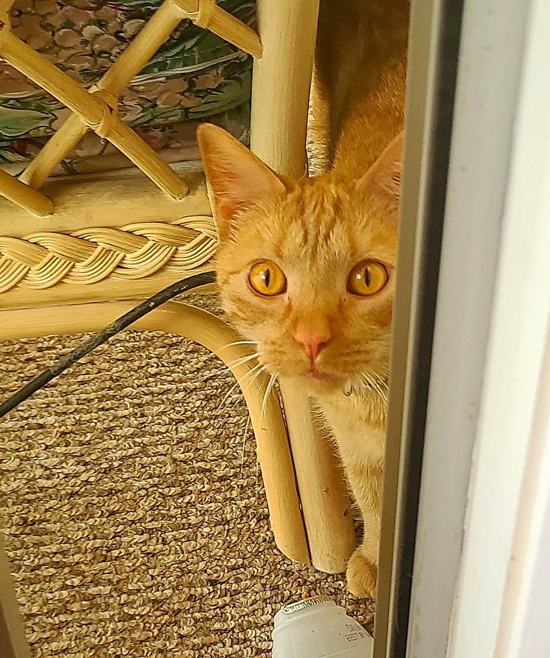 Corona joined the competition — help win amazing prizes! carnivore, cat, cat_supply, comfort, domestic_short_haired_cat, door, eye, fawn, felidae, fur, head, metal, paw, pet_supply, shelf, small_to_medium_sized_cats, snout, tail, whiskers, wood