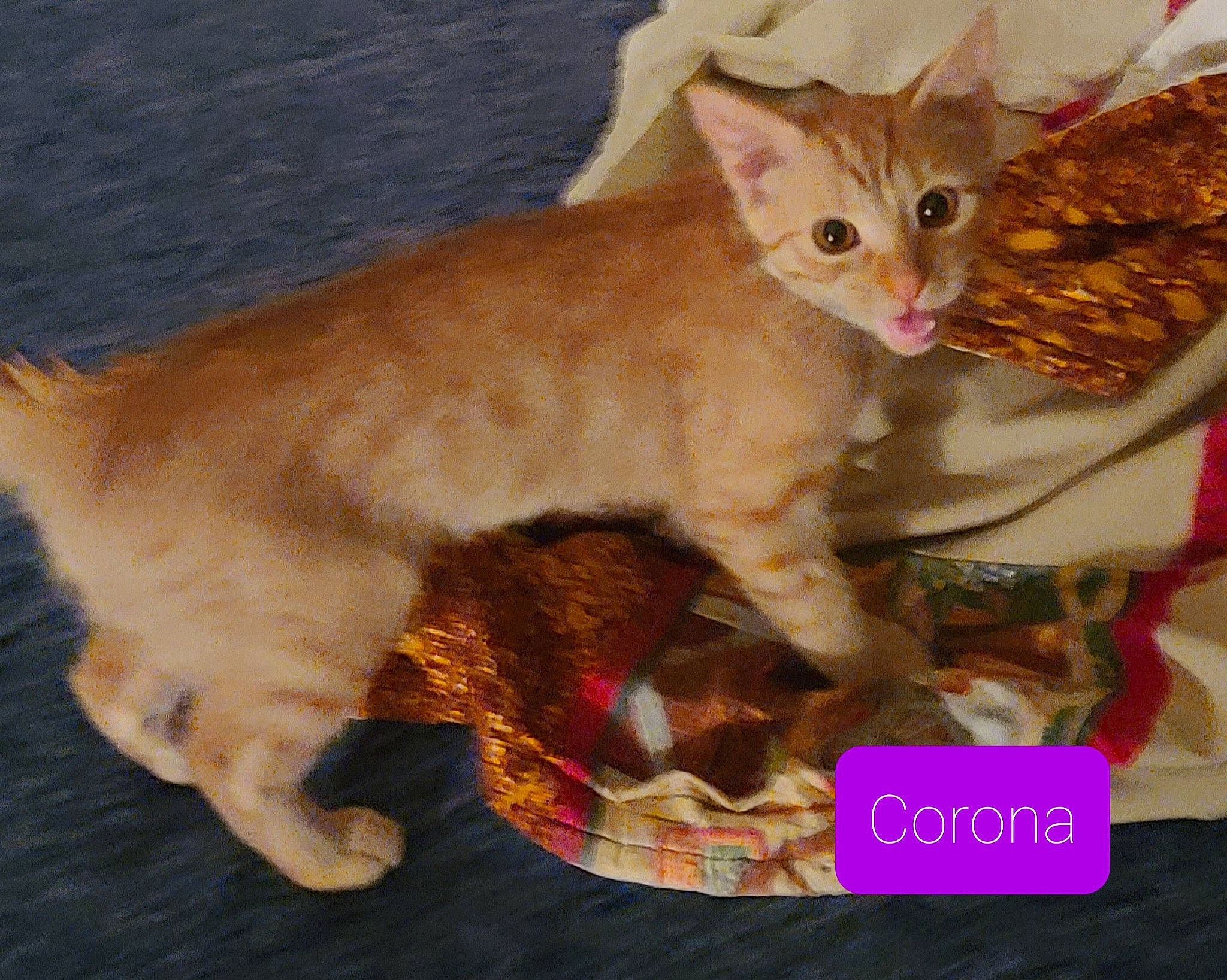 Corona is registered to the contest to win money with this photo: carnivore, cat, cat_supply, claw, collar, comfort, domestic_short_haired_cat, fawn, felidae, fur, paw, pet_supply, photo_caption, small_to_medium_sized_cats, tail, terrestrial_animal, whiskers