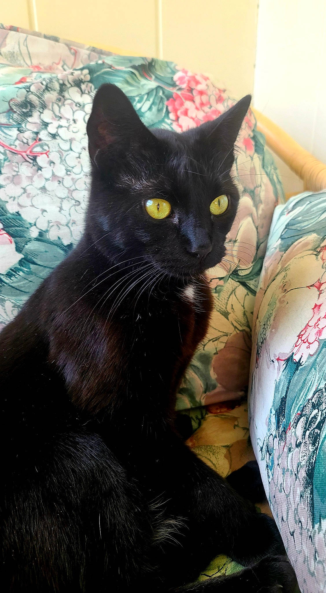 Spooky Nubbins is registered to the contest to win money with this photo: black_cat, bombay, carnivore, cat, cat_supply, claw, comfort, domestic_short_haired_cat, eye, felidae, fur, grey, head, iris, small_to_medium_sized_cats, snout, tail, terrestrial_animal, vertebrate, whiskers