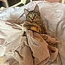 cat, tabby, wide_eyes, bed, blanket, fabric, clutching, fur, indoor, cozy, white_bedspread, pink_wall, bed_frame, curious, pet, animal, cute, feline, resting, household